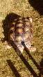 Rehomed...Sulcata : Male approx 8 years old (Shalby)